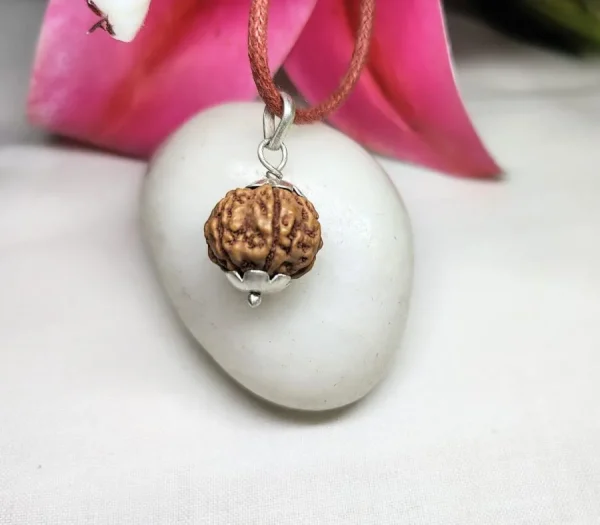 6 Mukhi Rudraksha
