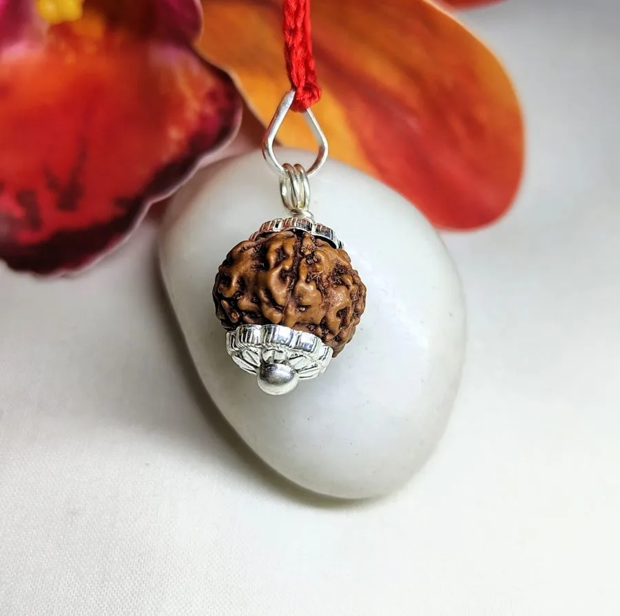 6 Mukhi Rudraksha