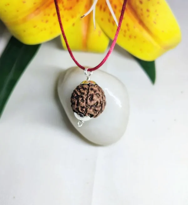 6 Mukhi Rudraksha