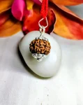 6 Mukhi Rudraksha