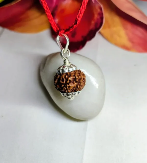 6 Mukhi Rudraksha