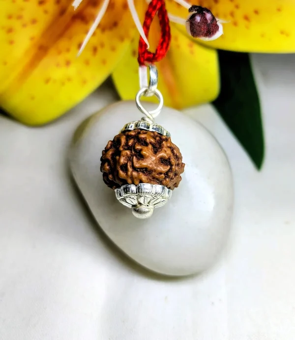 6 Mukhi Rudraksha