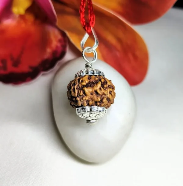 6 Mukhi Rudraksha