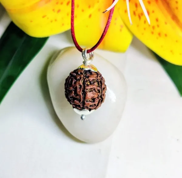 6 Mukhi Rudraksha