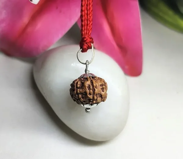 6 Mukhi Rudraksha