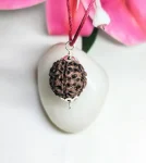 6 Mukhi Rudraksha