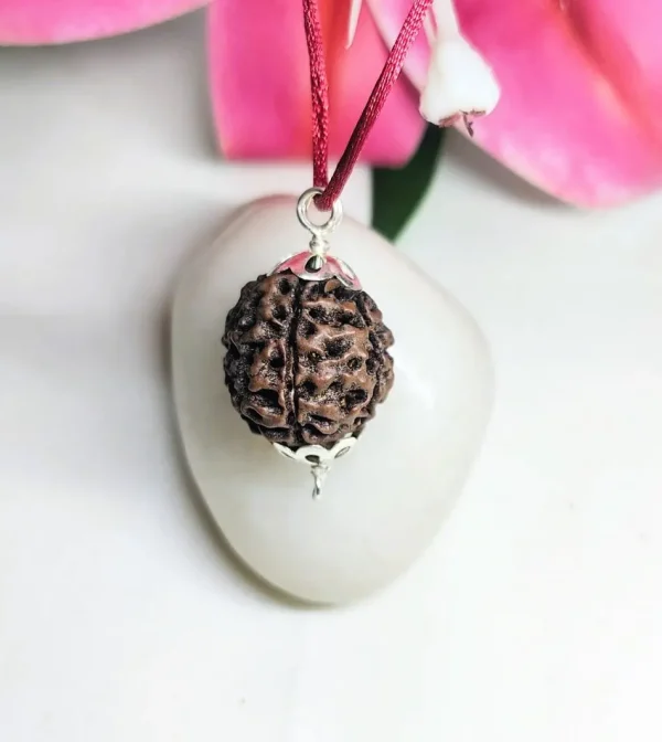 6 Mukhi Rudraksha