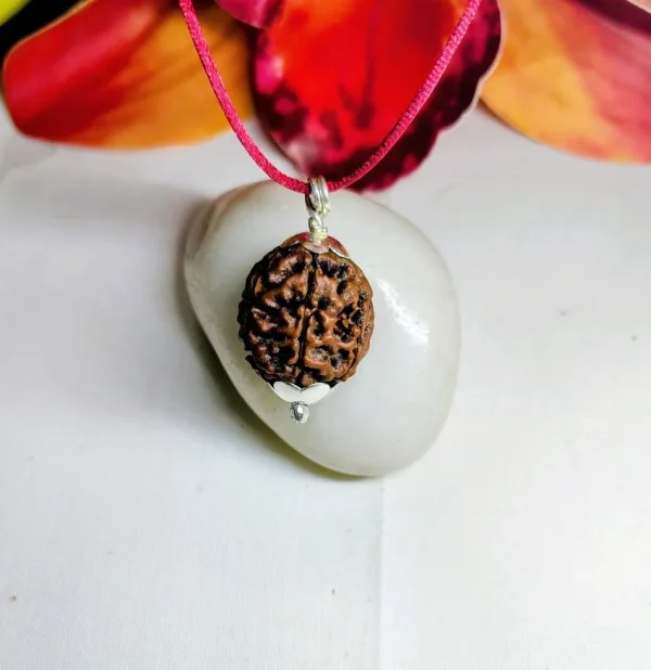 6 Mukhi Rudraksha
