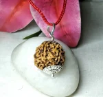 6 Mukhi Rudraksha