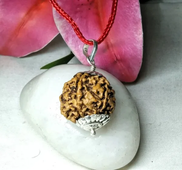 6 Mukhi Rudraksha