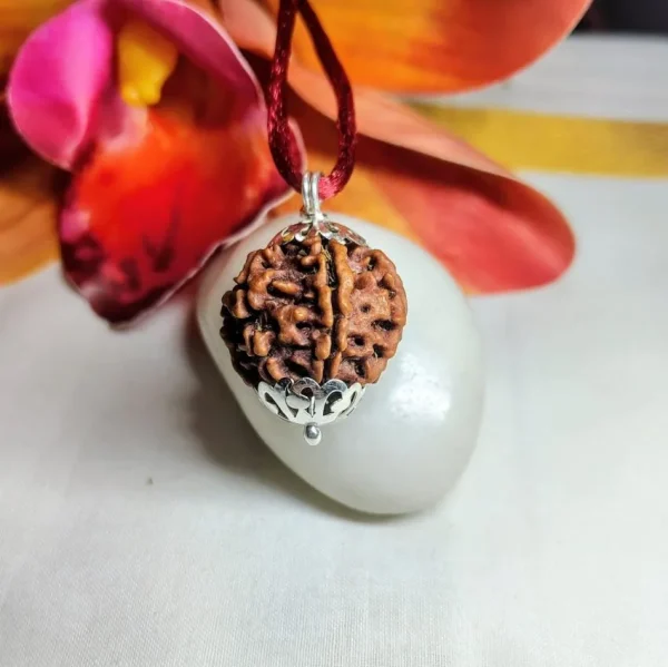 6 Mukhi Rudraksha
