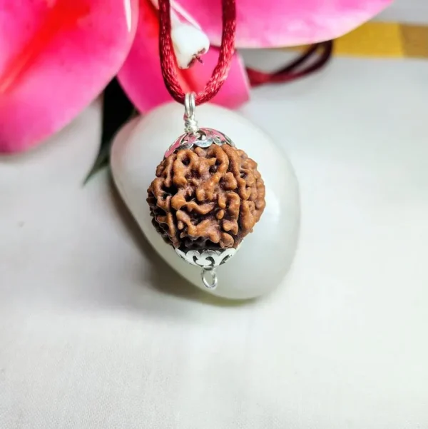 6 Mukhi Rudraksha