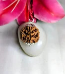 6 Mukhi Rudraksha