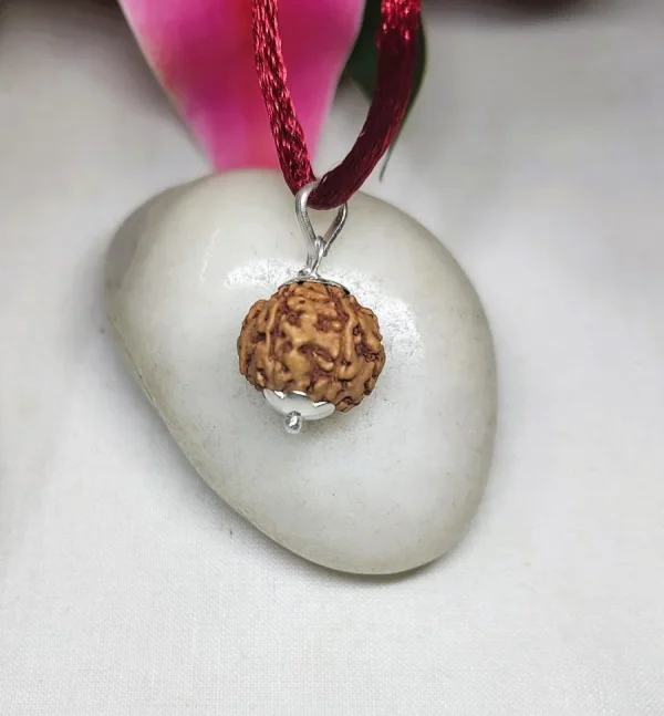 6 Mukhi Rudraksha