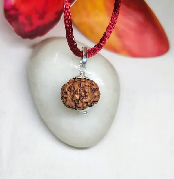 6 Mukhi Rudraksha