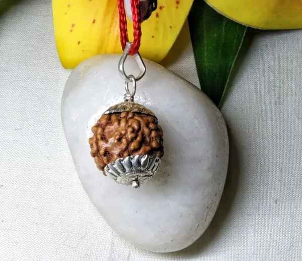 6 Mukhi Rudraksha