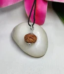6 Mukhi Rudraksha