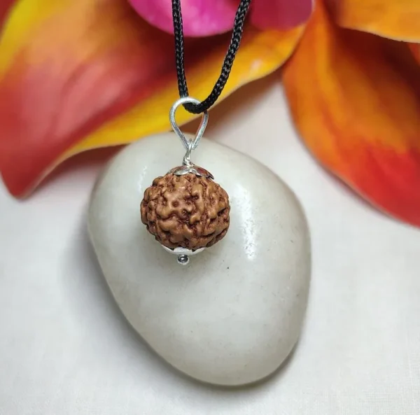 6 Mukhi Rudraksha