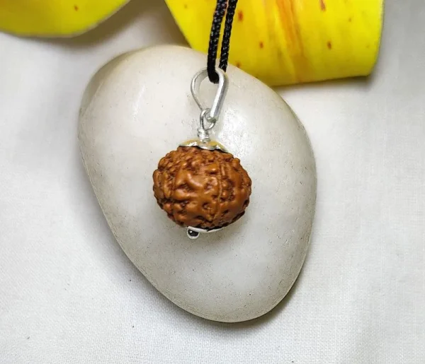 6 Mukhi Rudraksha