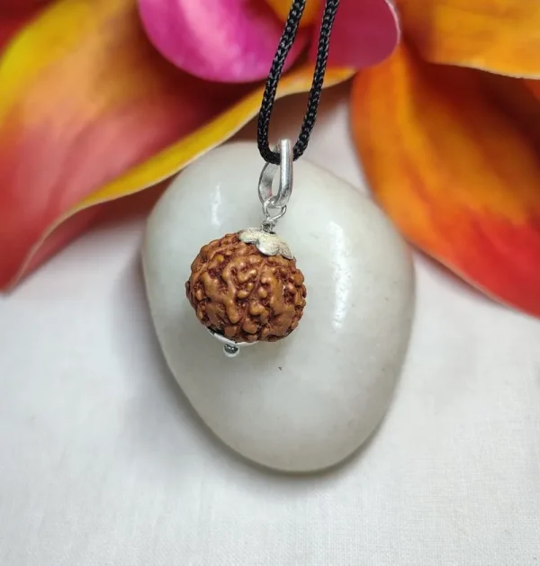 6 Mukhi Rudraksha