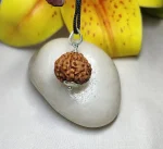 6 Mukhi Rudraksha