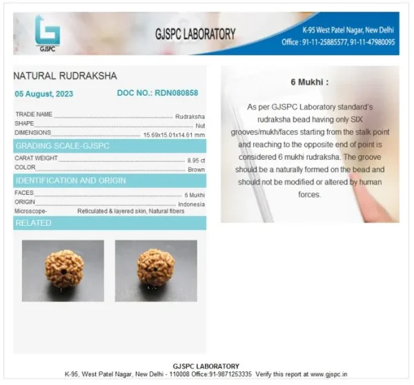 6 Mukhi Certificate