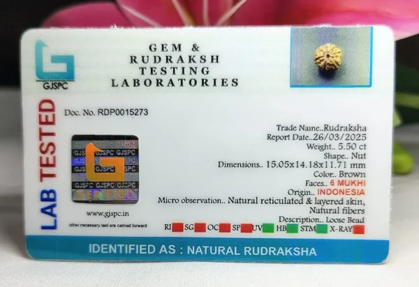 6 Mukhi Certificate