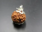 6 Mukhi Rudraksha