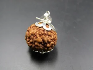 6 Mukhi Rudraksha