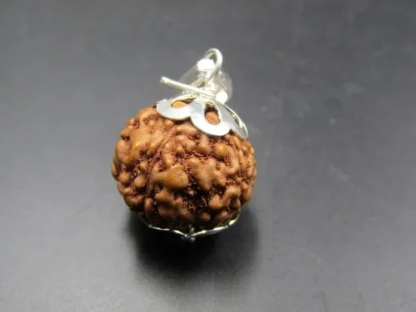 6 Mukhi Rudraksha