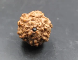6 Mukhi Rudraksha