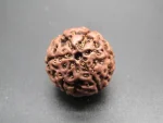 6 Mukhi Rudraksha