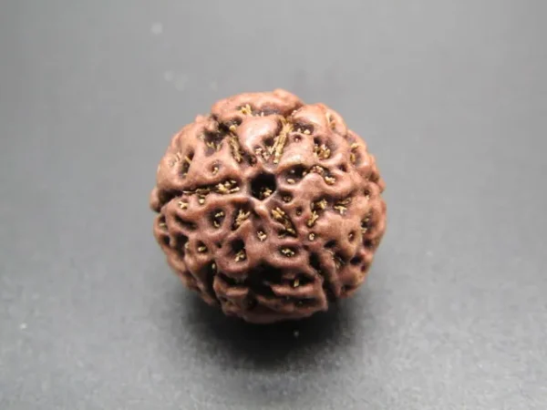 6 Mukhi Rudraksha