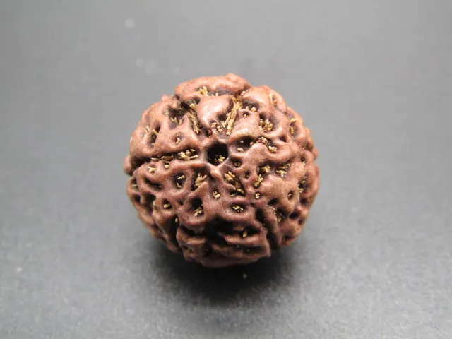 6 Mukhi Rudraksha