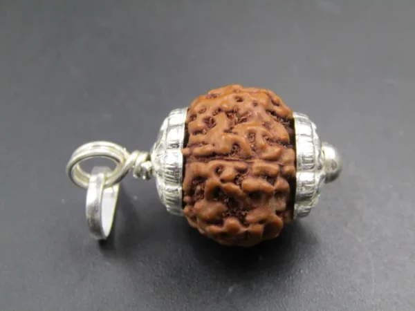 6 Mukhi Rudraksha