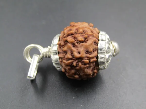 6 Mukhi Rudraksha