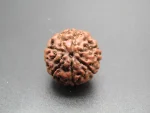 6 Mukhi Rudraksha