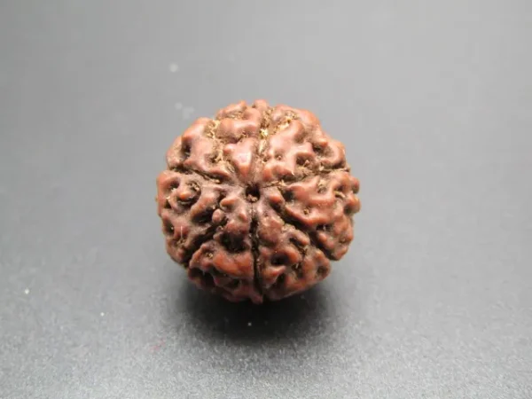 6 Mukhi Rudraksha