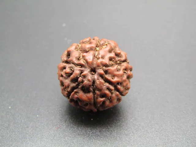 6 Mukhi Rudraksha
