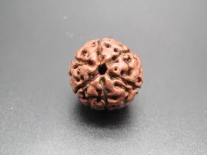 6 Mukhi Rudraksha
