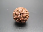 6 Mukhi Rudraksha