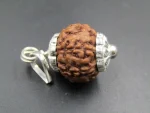 6 Mukhi Rudraksha
