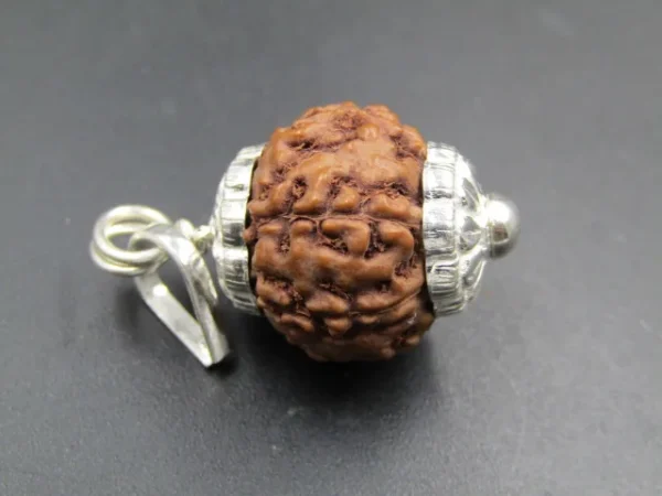 6 Mukhi Rudraksha