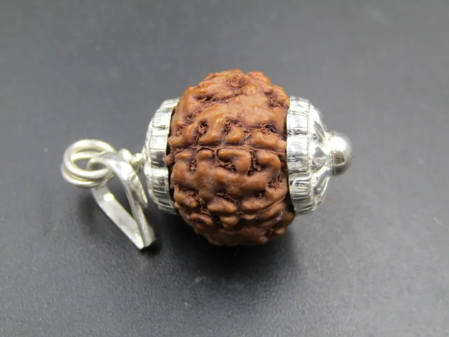 6 Mukhi Rudraksha