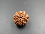6 Mukhi Rudraksha