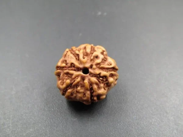 6 Mukhi Rudraksha