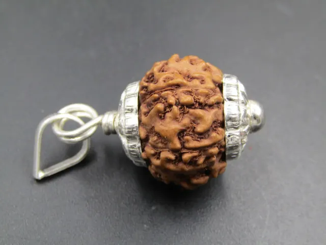 6 Mukhi Rudraksha
