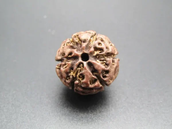 6 Mukhi Rudraksha