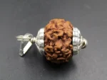 6 Mukhi Rudraksha