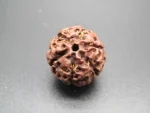 6 Mukhi Rudraksha
